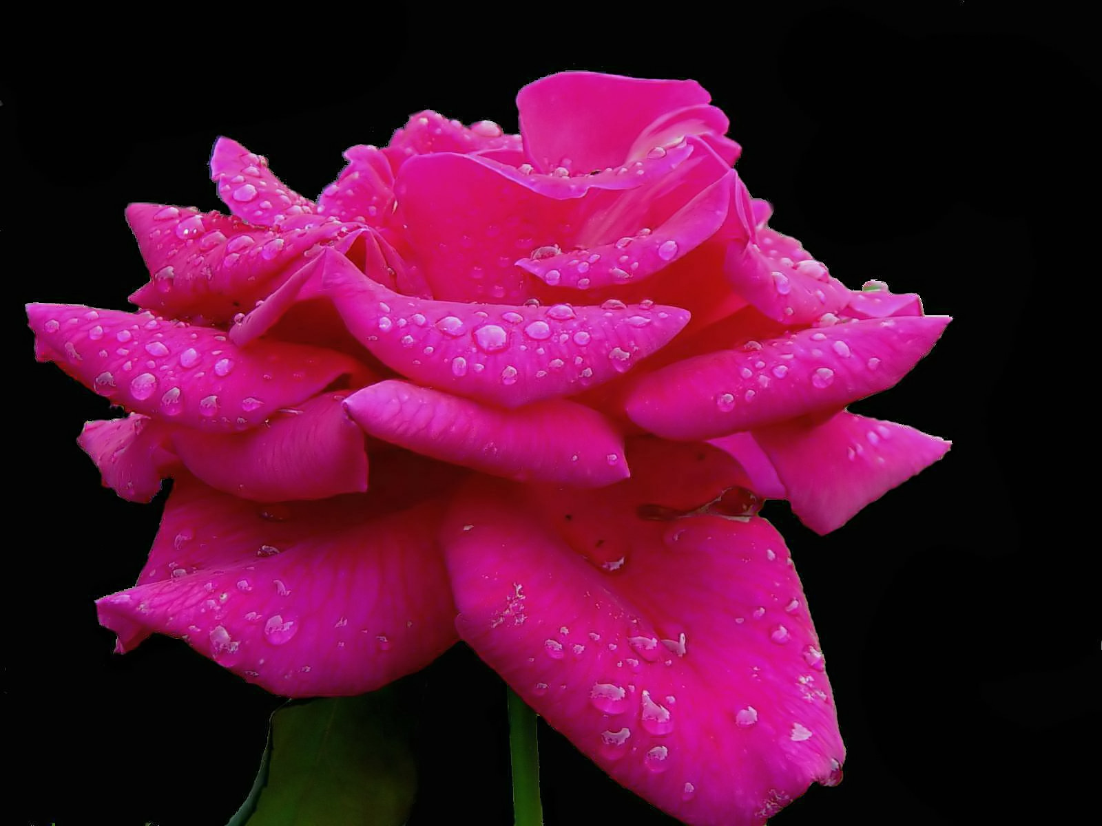 fushia rose